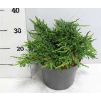 Juniperus communis'Repanda' 