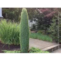 Juniperus communis'Compressa' 