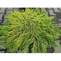 Juniperus communis'Lemon Carpet' 