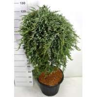 Juniperus communis saxatilis 