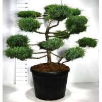 Juniperus media'Hetzii' 