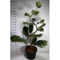 Juniperus pfitzeriana'Pfitzeriana Glauca' 