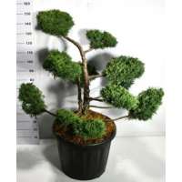 Juniperis pfitzeriana'Pfitzeriana Compacta' 