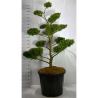 Juniperus pfitzeriana'Mint Julep' 