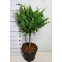 Juniperus pfitzeriana'Mint Julep' 