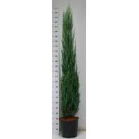 Juniperus scopulorum'Blue Arrow' 