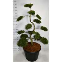 Juniperus sabina'rockery Gem'