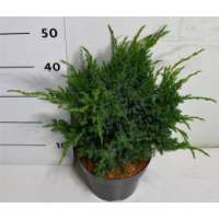 Juniperus squamata'Blue Swede' 