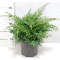 Juniperus squamata'Blue Swede' 