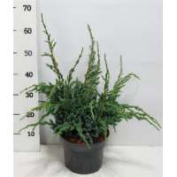 Juniperus squamata'Meyeri' 