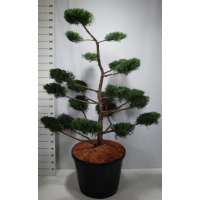 Juniperus virginiana'Grey Owl' 