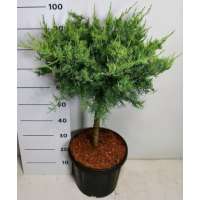 Juniperus virginiana'Grey Owl' 