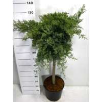 Juniperus virginiana'Grey Owl' 