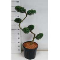 Juniperus virginiana'Grey Owl' 