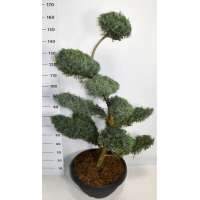 Juniperus virginiana'Grey Owl' 