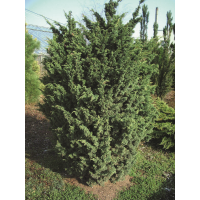 Juniperus chinensis'Blaauw' 