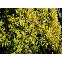 Juniperus chinensis'Plumosa Aureovariegata' 