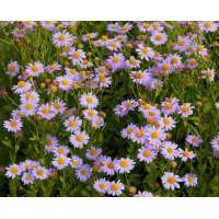 Kalimeris mongolica'Antonia'