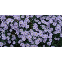 Kalimeris incisa'Blue Star'