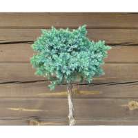 Juniperus squamata'Blue star' 