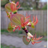 Cercidiphyllum japonicum 