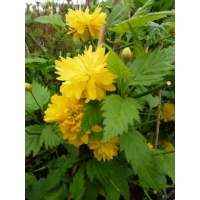 Kerria japonica'Pleniflora' 