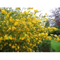 Kerria japonica'Pleniflora' 