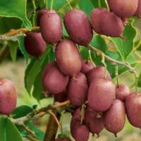 Actinidia arguta'Ken's Red' 