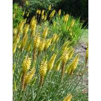 Kniphofia'Little Maid'