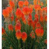 Kniphofia'Ember Glow'