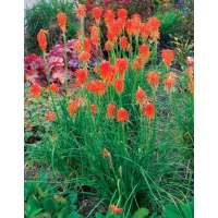 Kniphofia'Fire Glow'