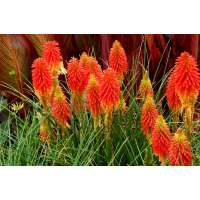 Kniphofia'Papaya Popsicle'