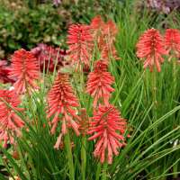 Kniphofia'Poco Red'