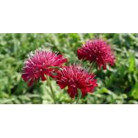 Knautia macedonica'Mars Midget'