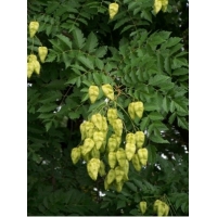 Koelreuteria paniculata'Fastigiata' 