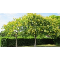 Koelreuteria paniculata 