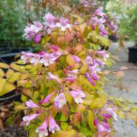 Kolkwitzia amabilis'Maradco' 