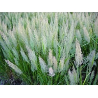 Calamagrostis brachytricha