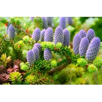 Abies koreana 