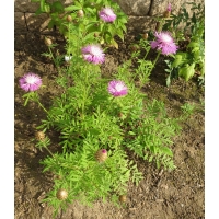 Centaurea dealbata'Steenbergii'