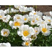 Paeonia'Krinkled White' 