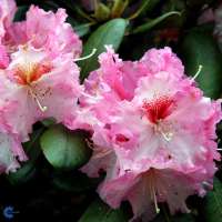 Rhododendron'Bohlkens Kronjuwel' 
