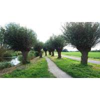 Salix alba(Knotwilg) 