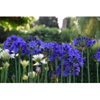 Agapanthus'Lady Lay' 