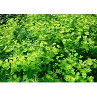 Euphorbia cornigera'Goldener Turm'