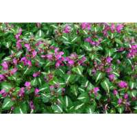 Lamium maculatum'Roseum'