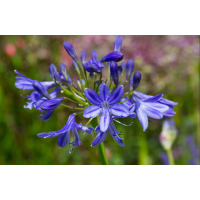 Agapanthus'Lady Lazuili' 