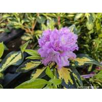 Rhododendron'Blattgold' 