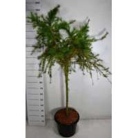 Larix decidua'Little Bogle' 