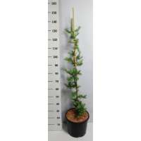 Larix kaempferi'Diana' 